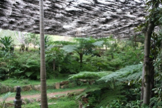 Wellington Arboretum_Fern Gully_Emu (10)