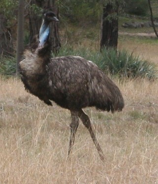Wild Emu spotted in the bushland near the Wellington Arboretum