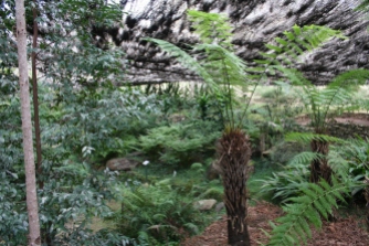 Wellington Arboretum_Fern Gully_Emu (9)