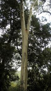 Eucalyptus at Dangar Falls Top