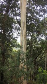 Eucalyptus at Dangar Falls Middle