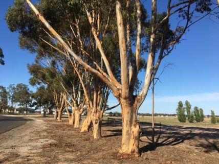 Gum Trees at Golf course Nhill (12)rs