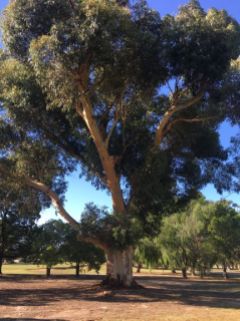 Gum Trees at Golf course Nhill (9)rs
